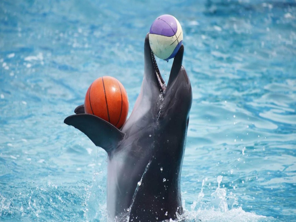 Kemer Dolphinarium : Dolphin Show & Hotel Transfer | ®ExcursionMania