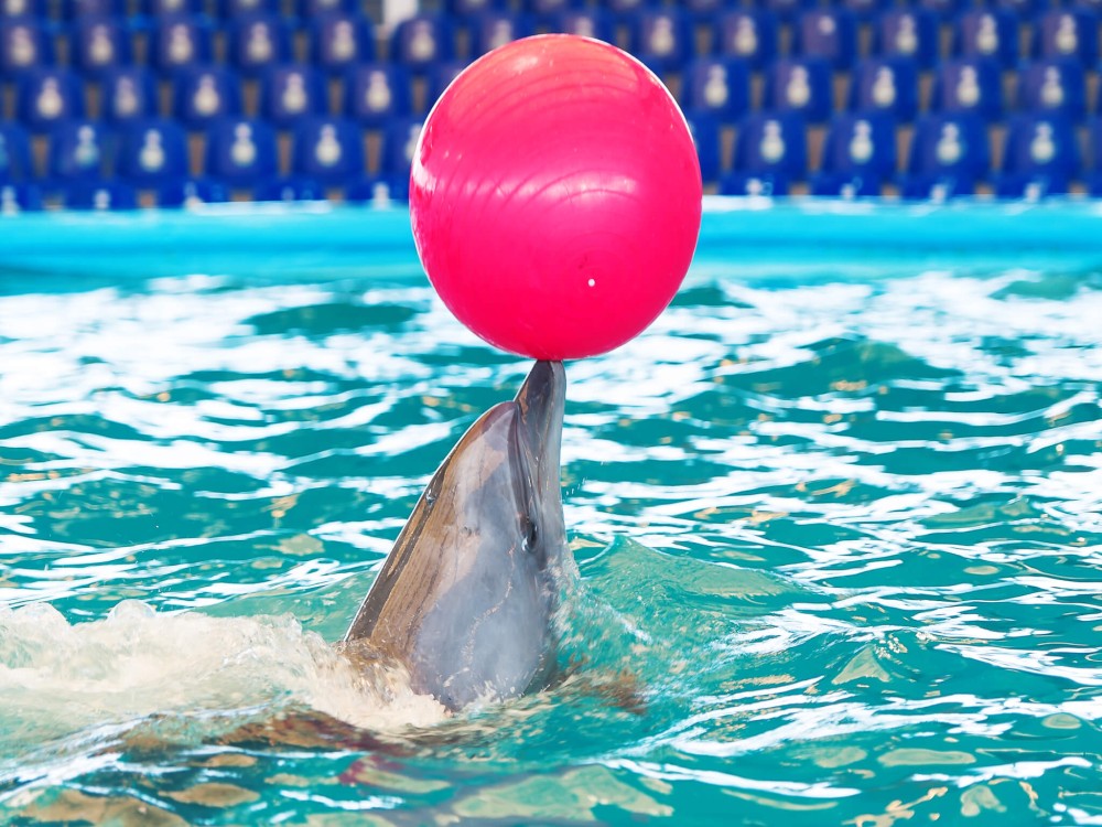 Kemer Dolphinarium : Dolphin Show & Hotel Transfer | ®ExcursionMania