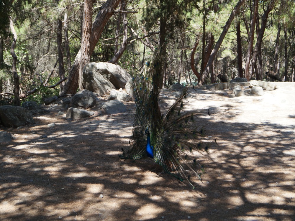 From Rhodes: Lindos and 7 Springs Valley Bus Tour | ®ExcursionMania