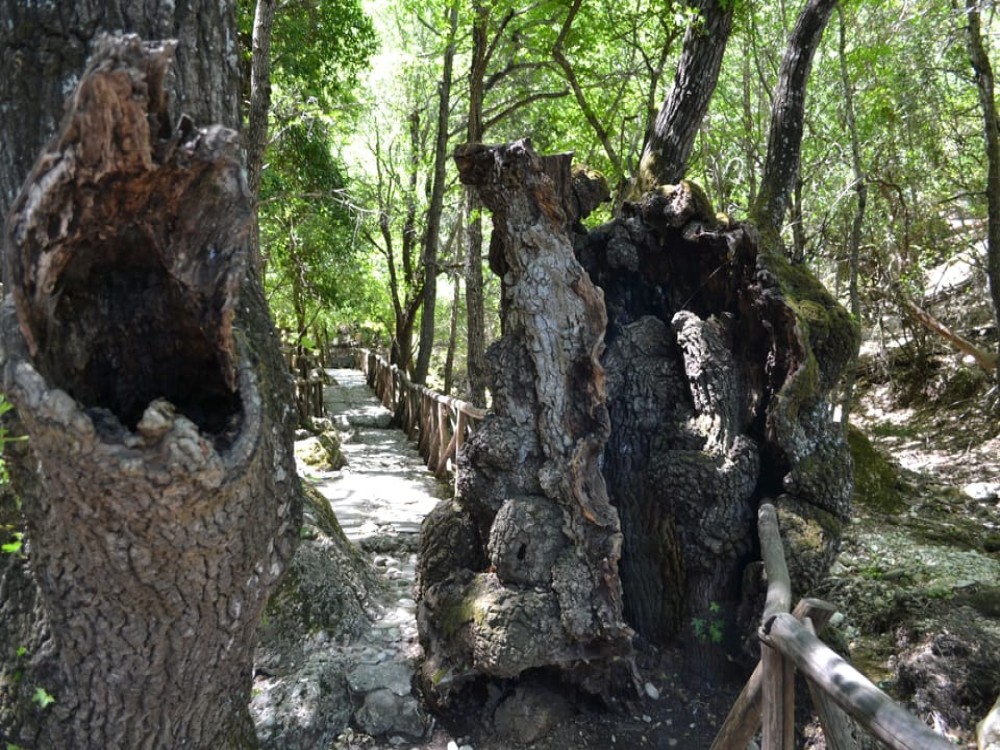 Rhodes: Filerimos, Butterfly Valley & Ancient Kamiros Tour | ®ExcursionMania