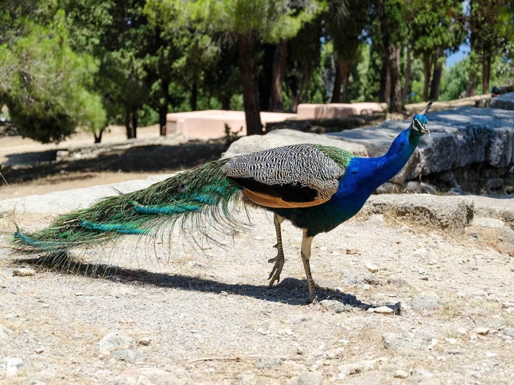 Rhodes: Filerimos Hill and Butterfly Valley Bus Trip | ®ExcursionMania