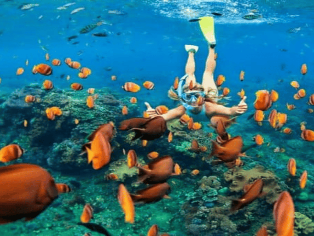 Fujairah: East Cost Tour, Snorkel with turtle & Scuba Diving | ®ExcursionMania