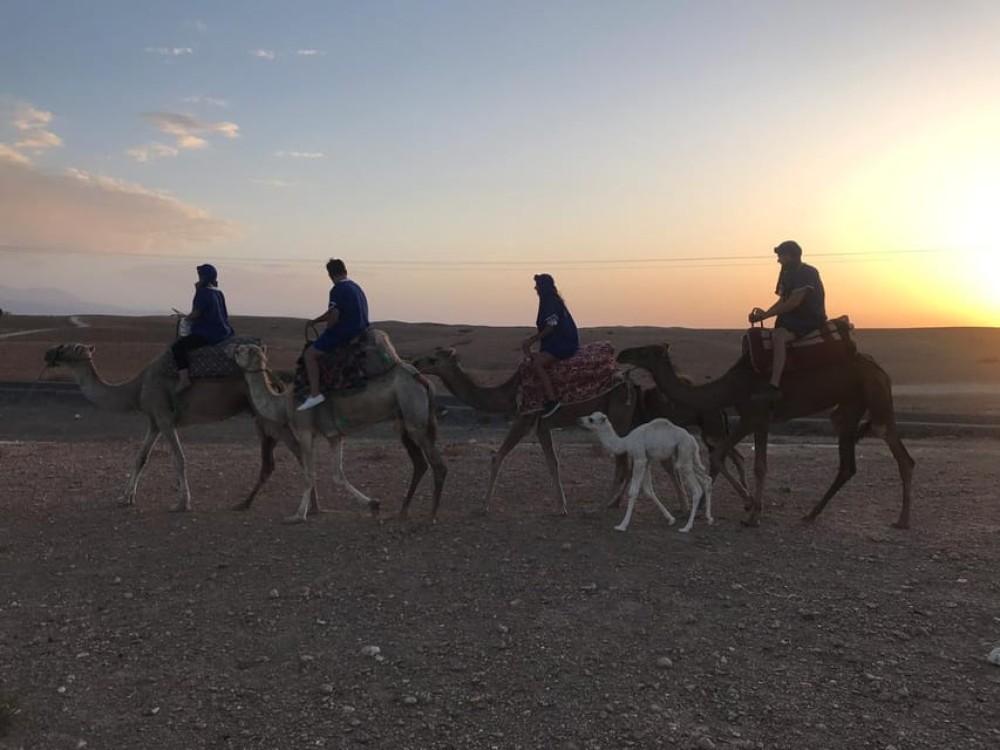 Marrakesh: Agafay Desert Quad & Camel Tour with Dinner | ®ExcursionMania