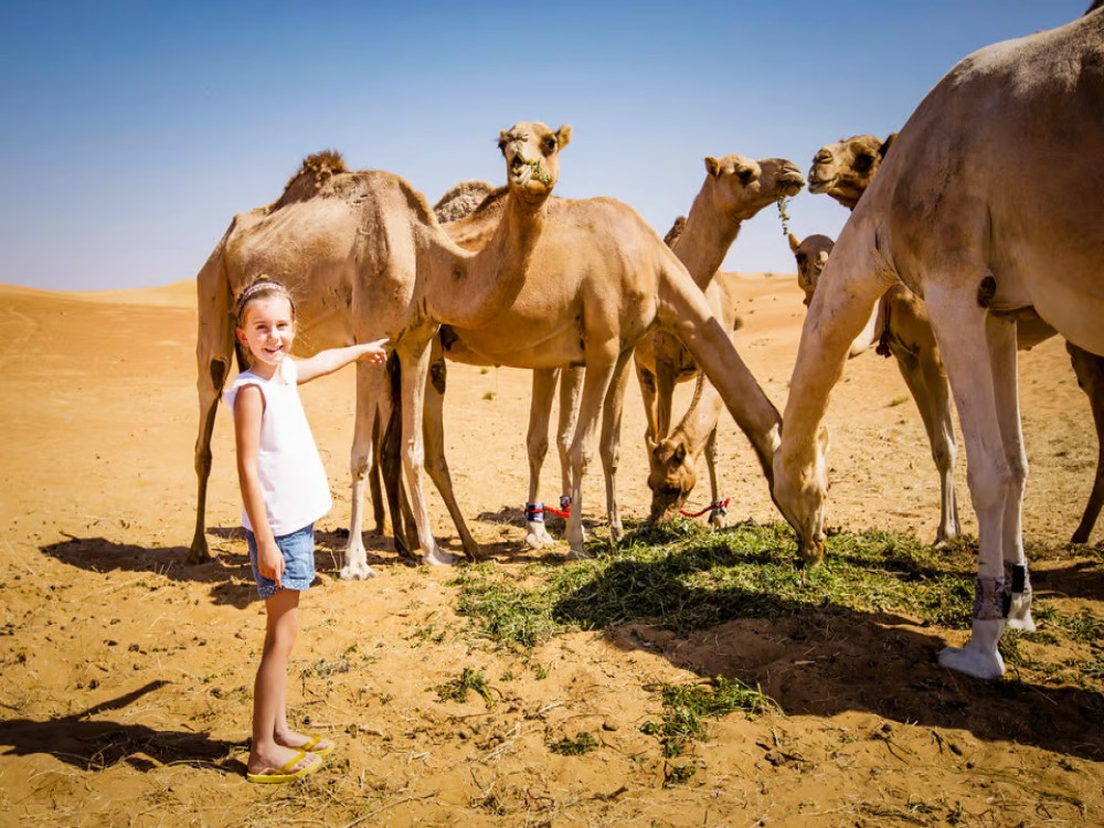 Abu Dhabi: Morning Desert Tour Camel Ride & Sandboarding | ®ExcursionMania