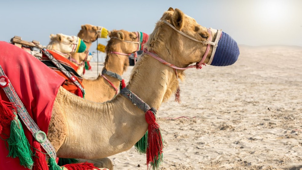 Doha Camel Racing Track: Oryx Farm & Sheikh Faisal Museum | ®ExcursionMania