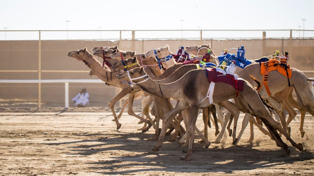 Doha Camel Racing Track: Oryx Farm & Sheikh Faisal Museum | ®ExcursionMania