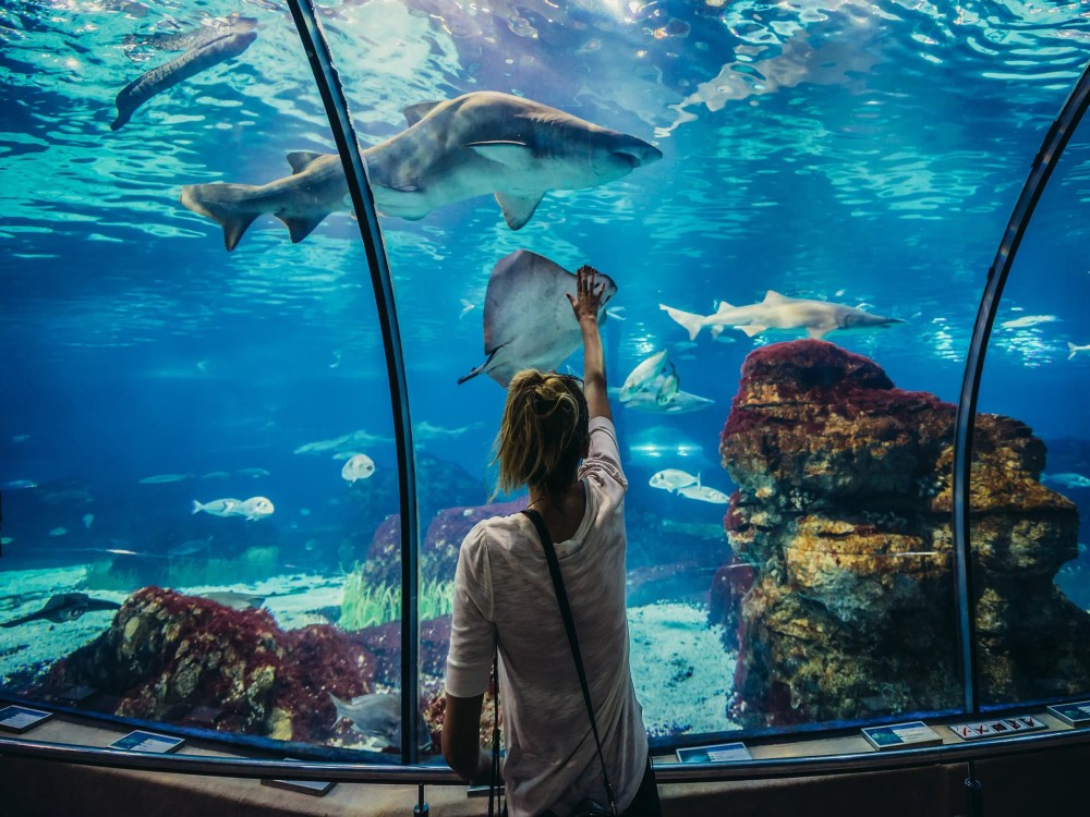 Aquarium & Face2Face Wax Museum from Antalya | ®ExcursionMania