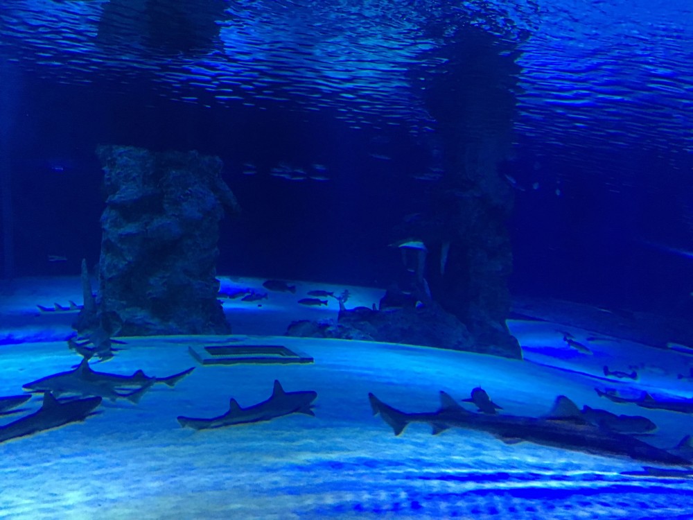 Aquarium & Face2Face Wax Museum from Antalya | ®ExcursionMania