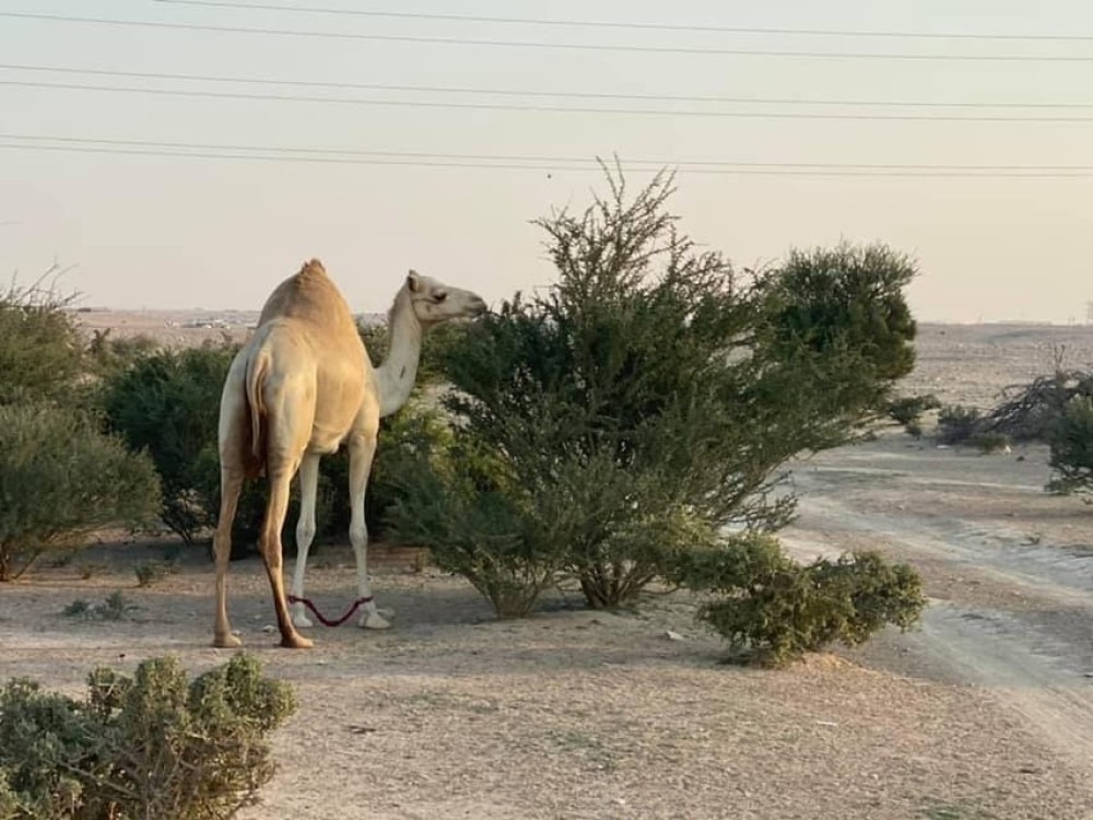 Doha Activities: Desert Safari Dune Bashing & Inland Sea | ®ExcursionMania