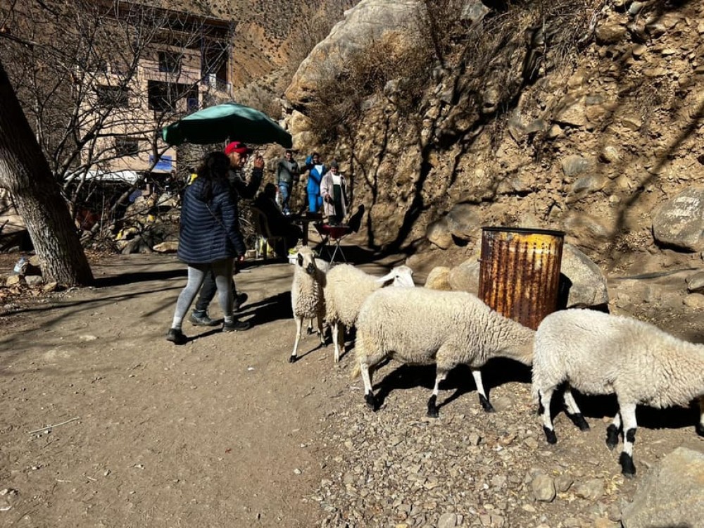 From Marrakech: Atlas Mountains and Ourika Valley Tour | ®ExcursionMania