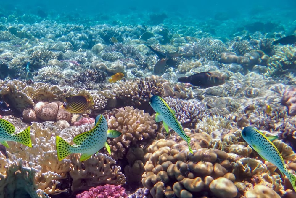 Hurghada: Giftun or Orange Islands with Snorkelling & Lunch | ®ExcursionMania