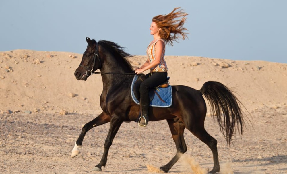 Hurghada: Quad Bike Safari Camel Horse Ride Dinner & Shows | ®ExcursionMania