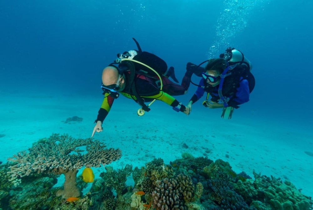 Hurghada: Diving and Snorkeling Tour with Transfers | ®ExcursionMania