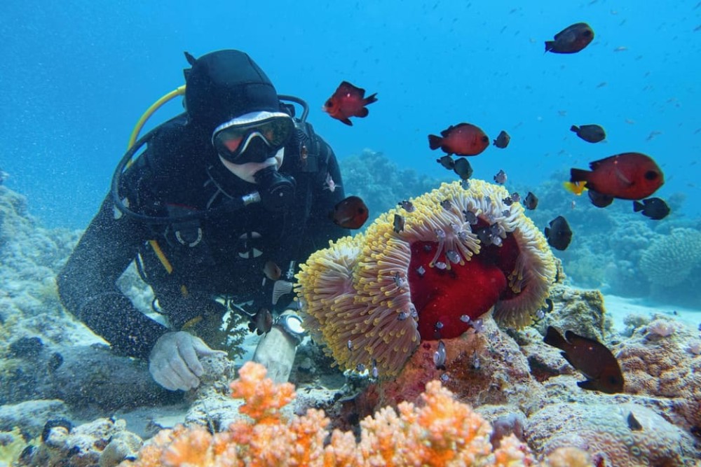 Hurghada: Diving and Snorkeling Tour with Transfers | ®ExcursionMania
