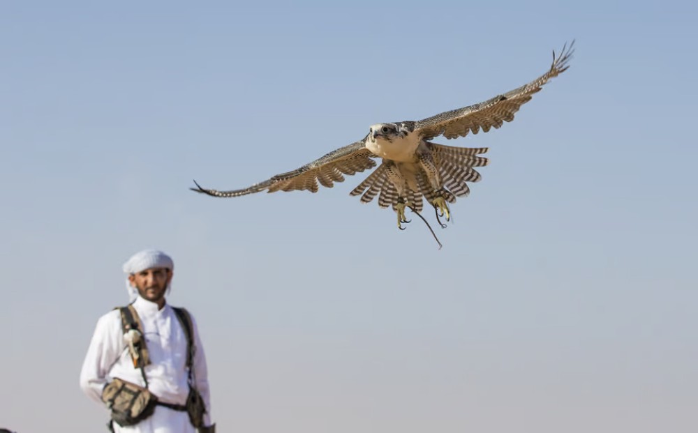 Doha: Desert Tour Camels Sand Surfing  Falcon Experience | ®ExcursionMania