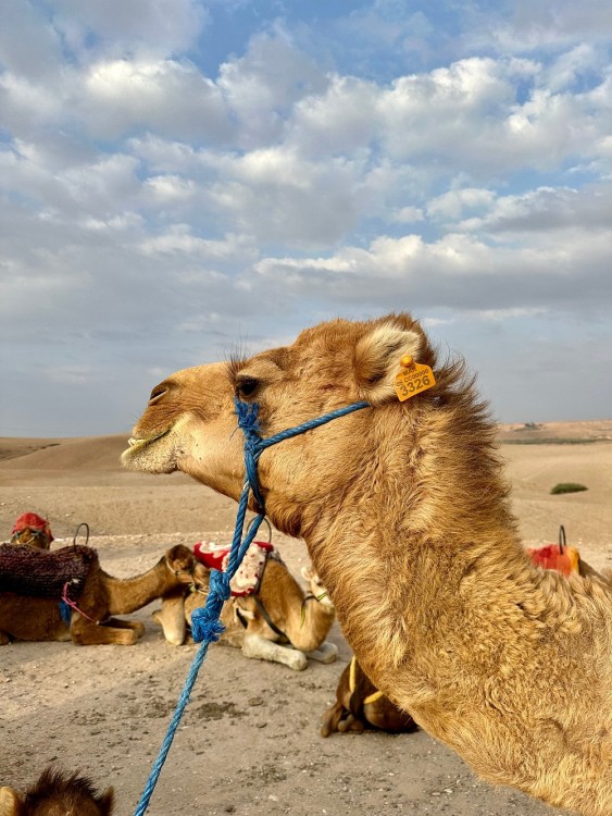 Agafay Desert & Sunset Camel Ride From Marrakech | ®ExcursionMania