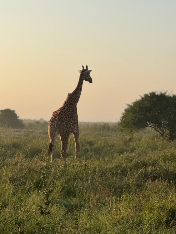 Half-Day Nairobi National Park Safari from Nairobi with Free Pickup | ®ExcursionMania