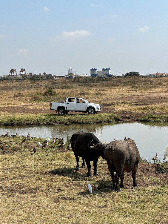Half-Day Nairobi National Park Safari from Nairobi with Free Pickup | ®ExcursionMania