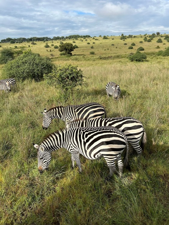 Half-Day Nairobi National Park Safari from Nairobi with Free Pickup | ®ExcursionMania