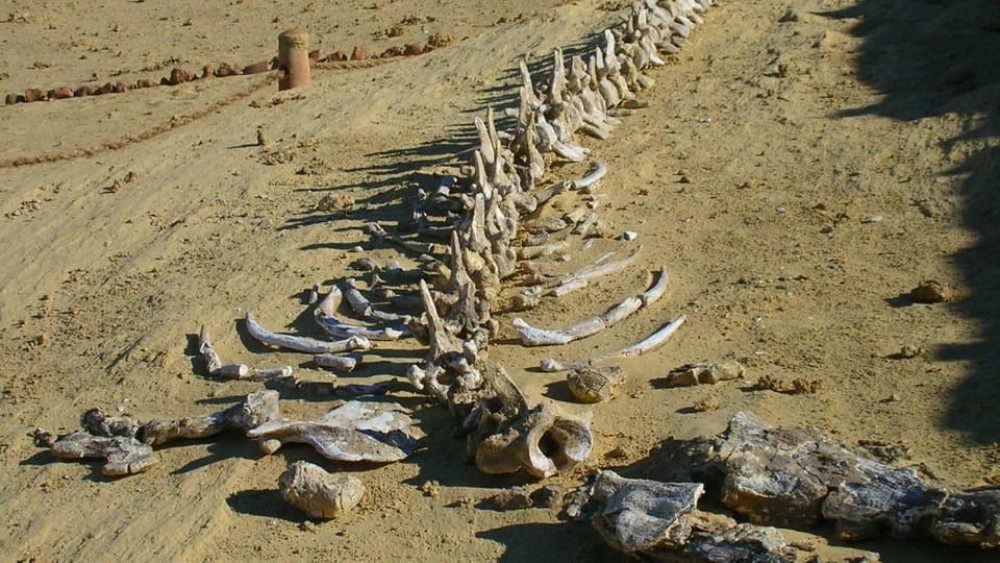 4-Day Egypt Desert Safari: Whales, Waterfalls & White Sands | ®ExcursionMania