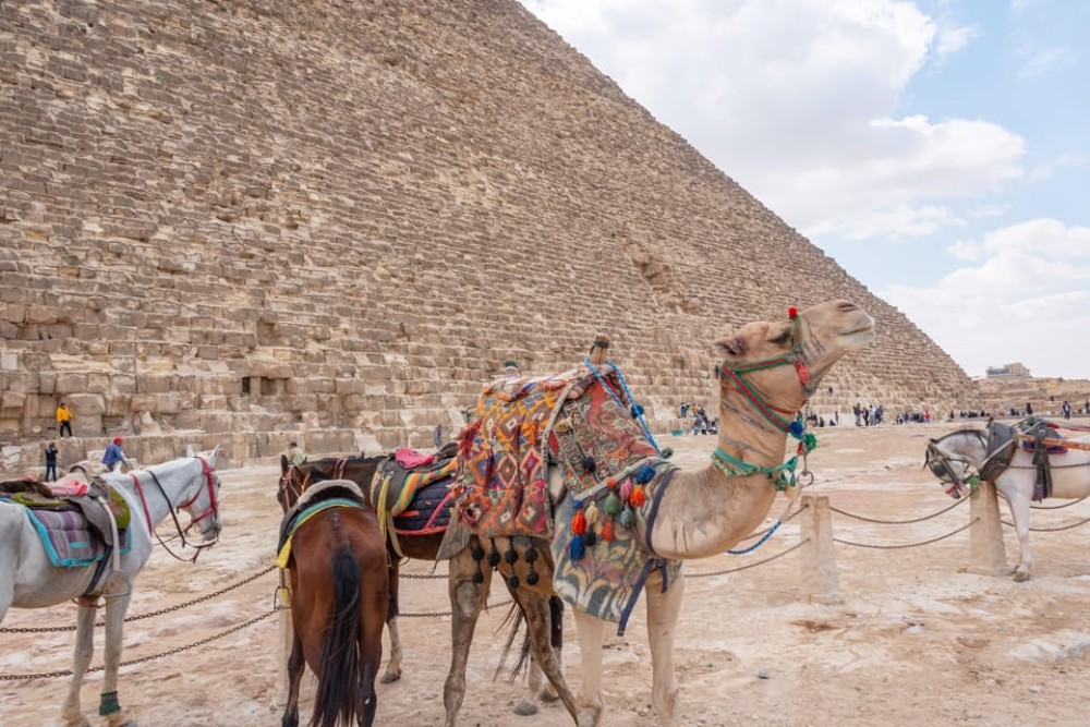 Cairo in a Day: Pyramids, Museum, Bazaar & Nile Dinner Cruise | ®ExcursionMania