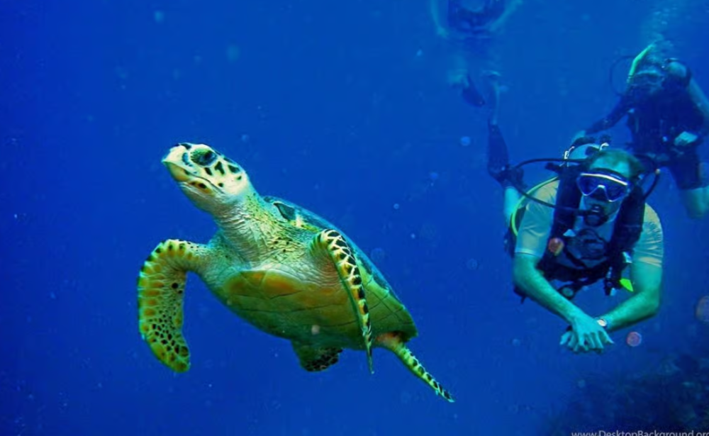 Alanya: Scuba Diving Tour with Lunch and Hotel Transfers | ®ExcursionMania