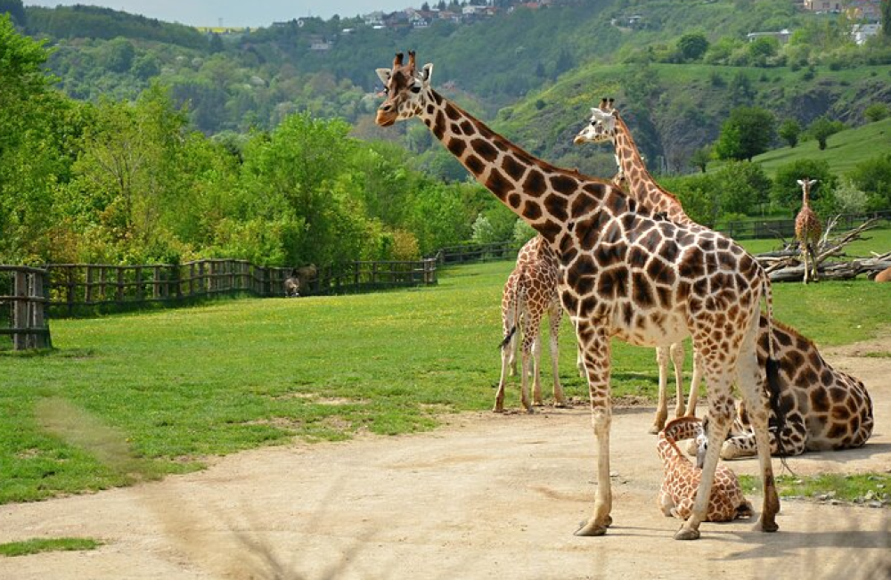 Vltava River Boat Trip and Zoo Entrance Ticket in Prague | ®ExcursionMania