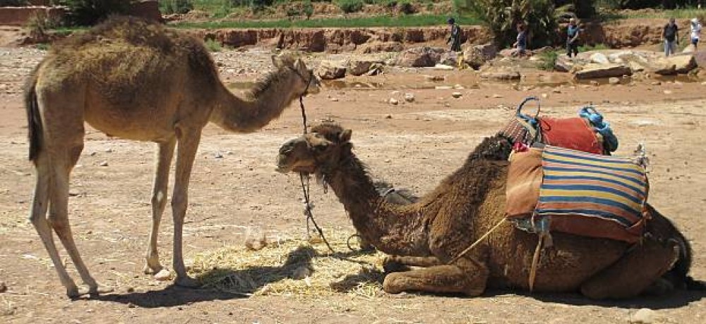 From Marrakech: Ait Ben Haddou & Ouarzazate Full-Day Excursion | ®ExcursionMania