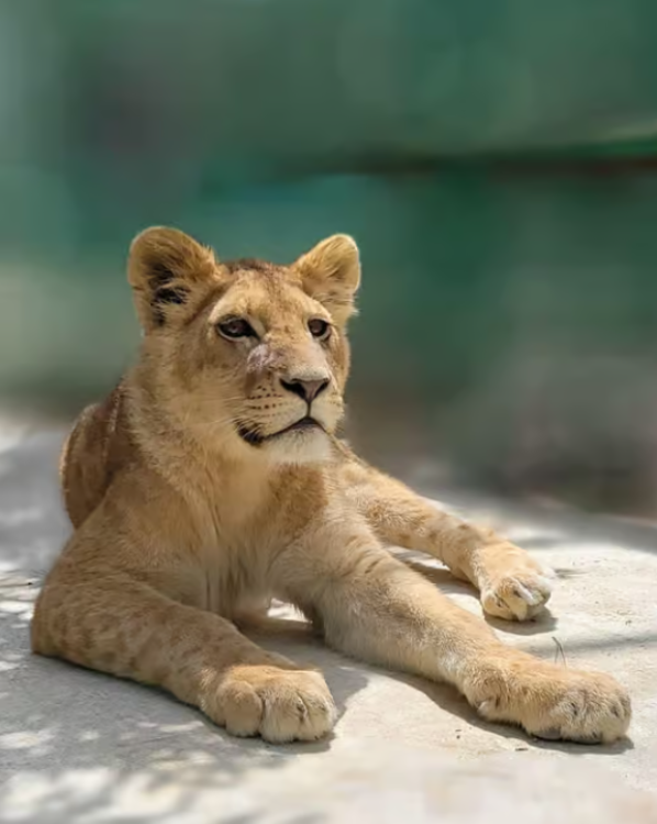 Side: Side: Lion Safari & Splash Feast in Green Canyon w/Lunch | ®ExcursionMania