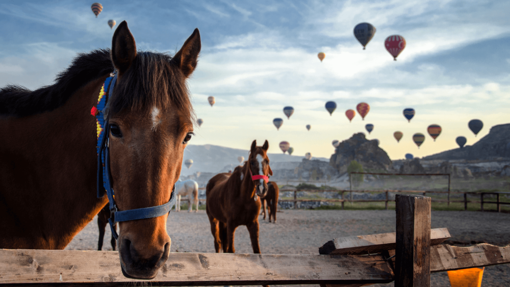 Cappadocia 4-Hour Gallop Horse Tour | ®ExcursionMania