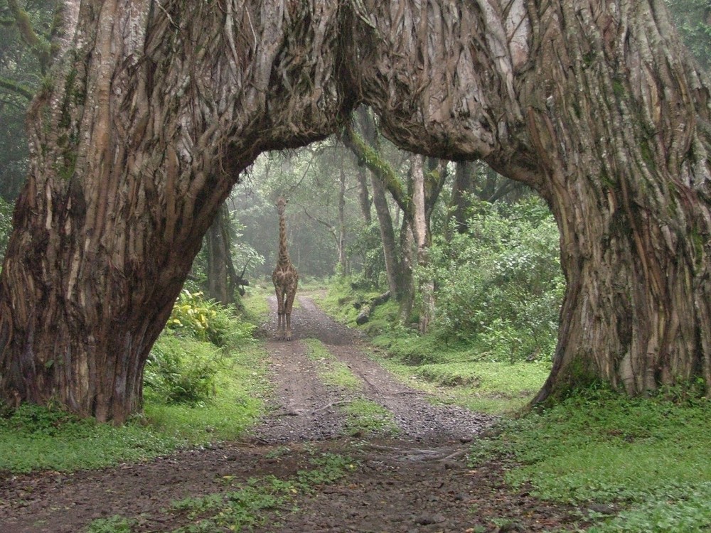 Top Things to Do in Arusha: A Complete Traveler’s Guide