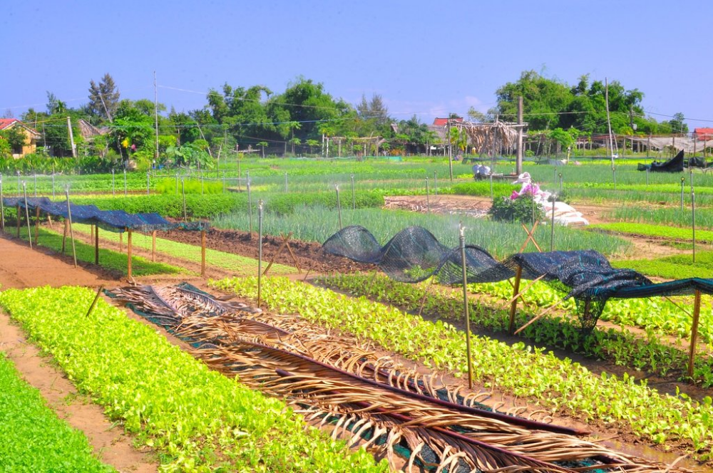 The Best Hoi An Day Trips: Beaches, Villages & Beyond