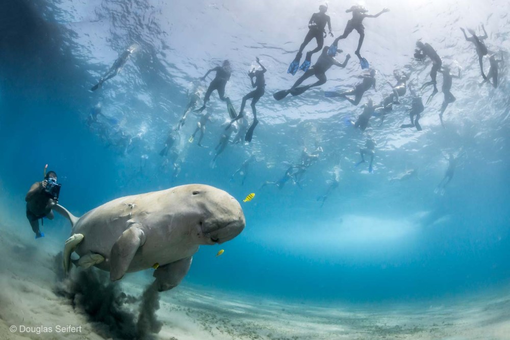 Top Things to Do in Marsa Alam: A First-Timer's Guide