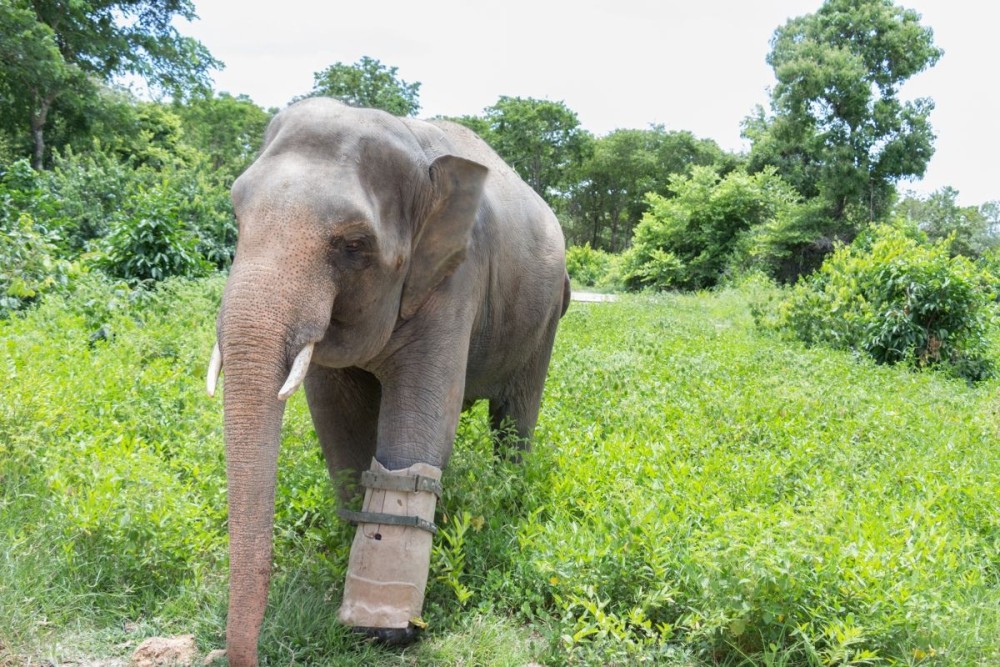 Day Trips from Phnom Penh: Exploring the Surrounding Region