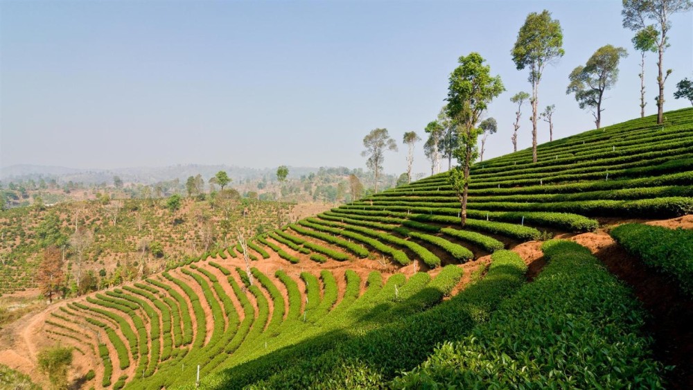 Unforgettable Day Trips from Chiang Rai: Explore Beyond the City