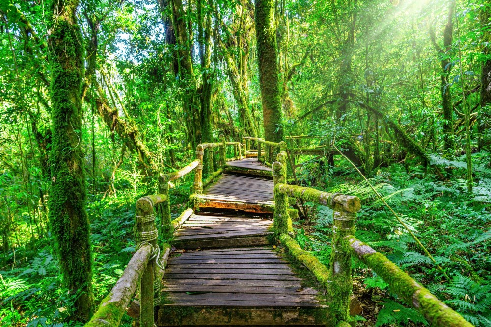 Top Things to Do in Chiang Mai for First-Timers