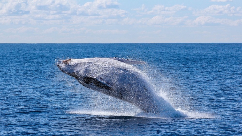Top Things to Do in Tenerife: A Must-See Guide for Travelers