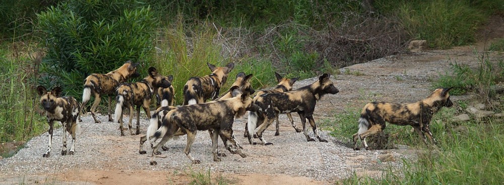Best Places to See Wildlife in Masai Mara