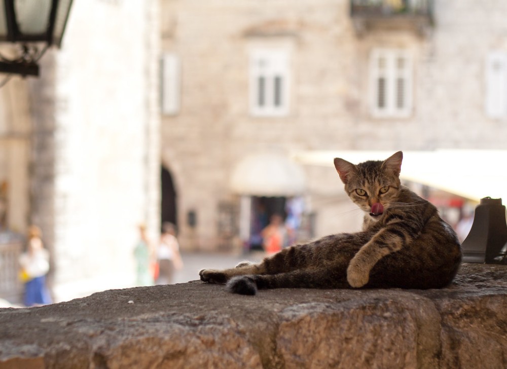 Exploring Kotor Old Town: A Walk Through History