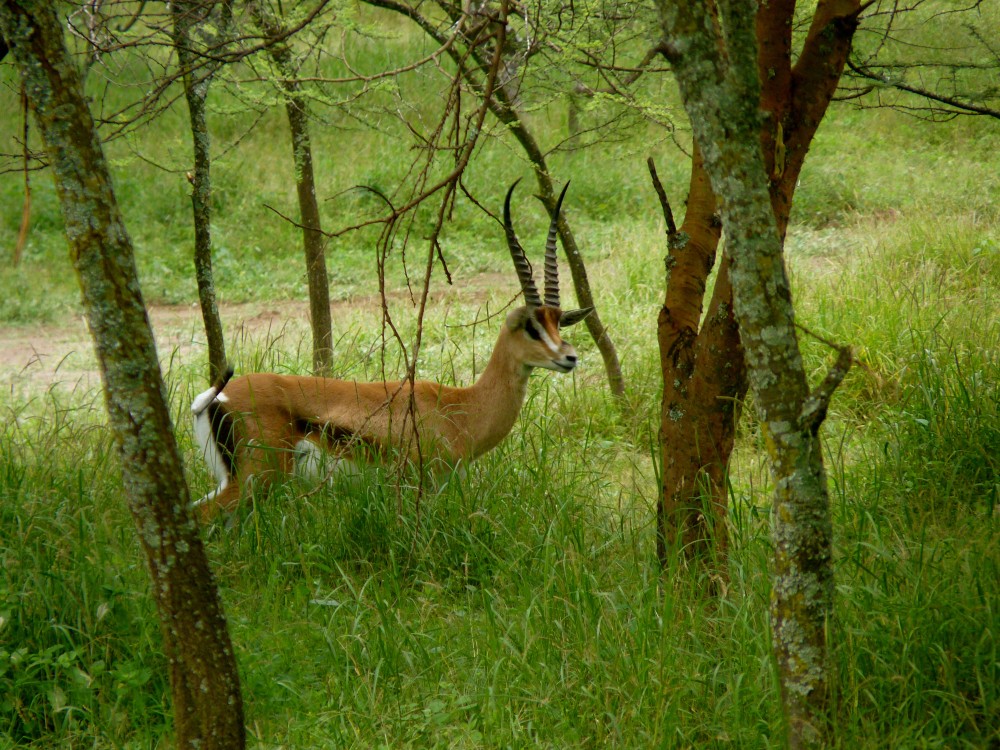 Wildlife, Waterfalls, and Walking Trails: Outdoor Adventures in Arusha