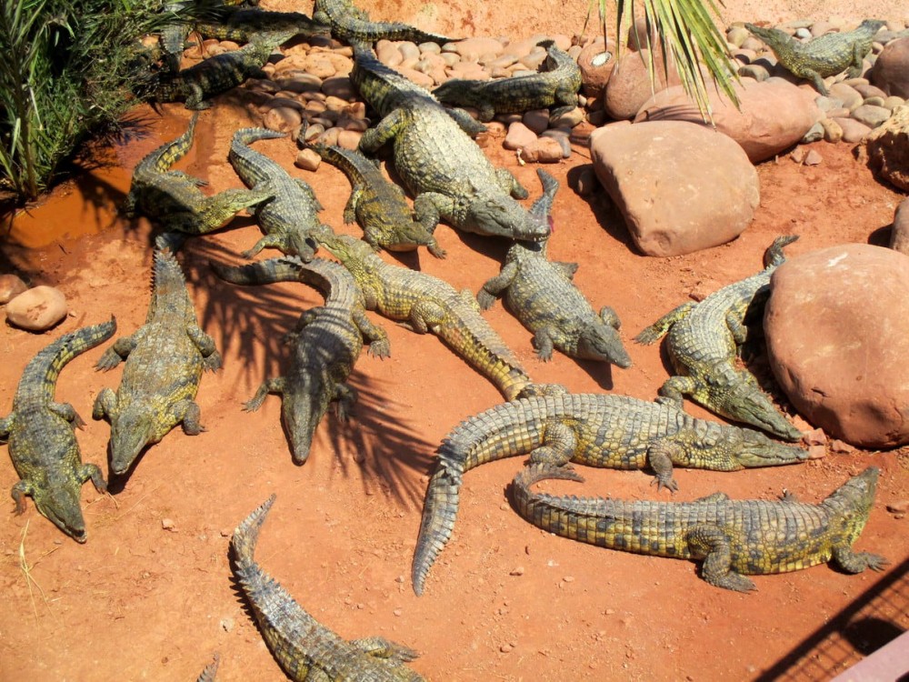 Family-Friendly Activities in Agadir: Fun for All Ages