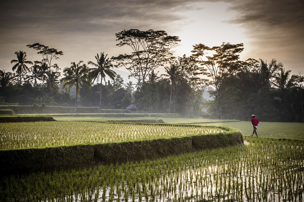Hidden Gems in Ubud: Off-the-Beaten-Path Adventures