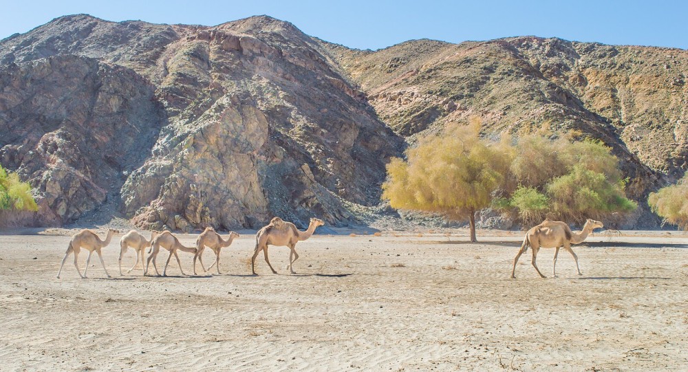 Explore Marsa Alam: Must-See Sights and Hidden Gems