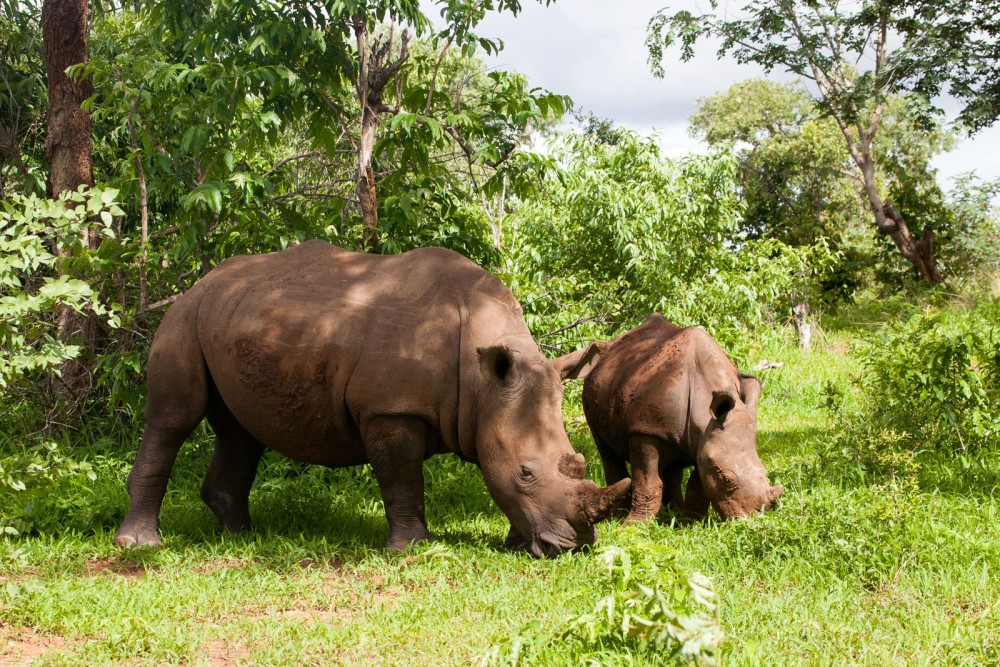 Top 10 Things to Do in Livingstone for an Unforgettable Adventure