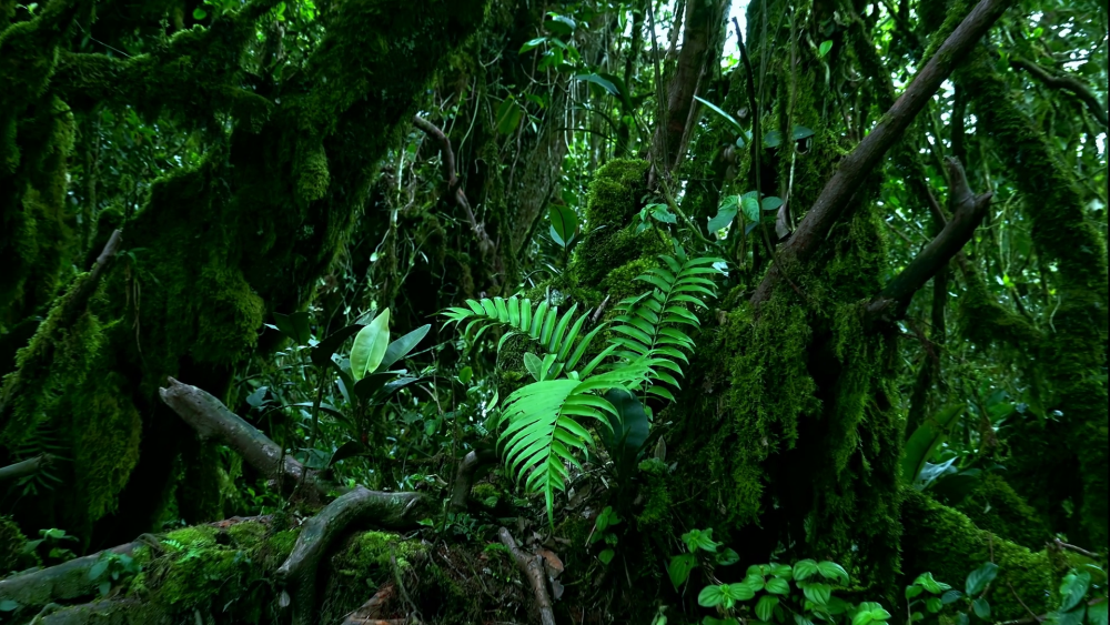 Exploring the Victoria Falls Rainforest: A Unique Ecosystem