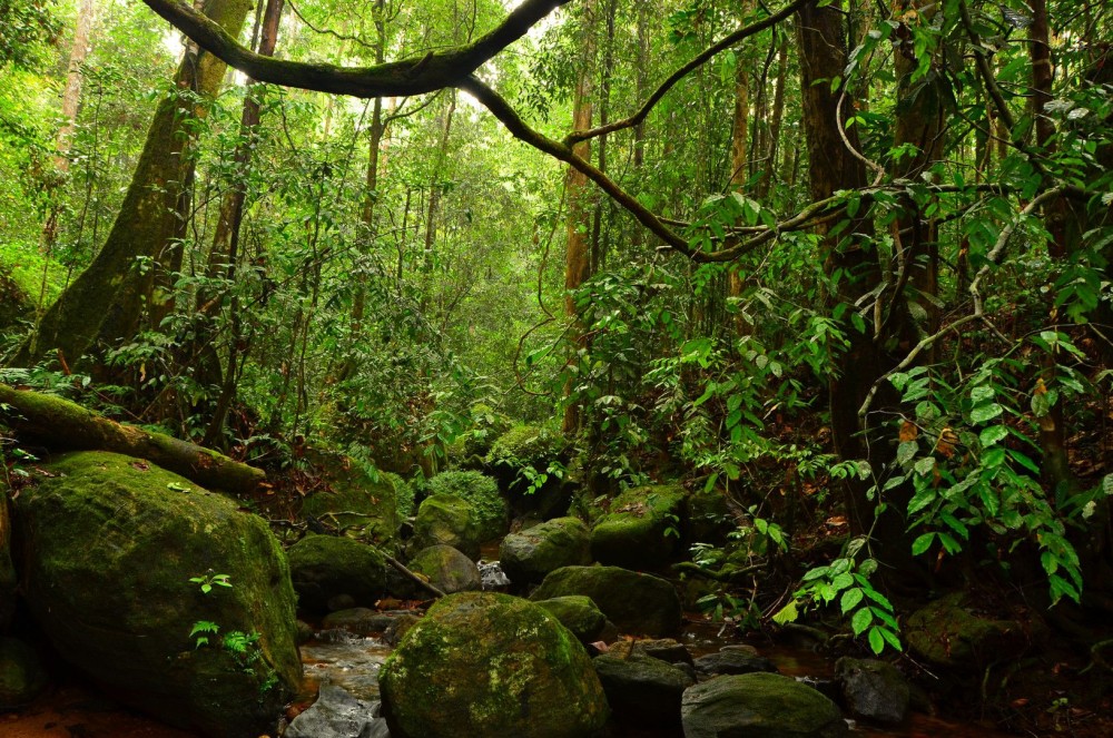 Wildlife, Waterfalls, and Walking Trails: Outdoor Adventures in Arusha