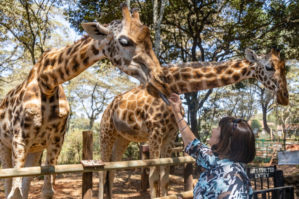 Wildlife Wonders in Nairobi: A Guide to Safaris and Animal Encounters