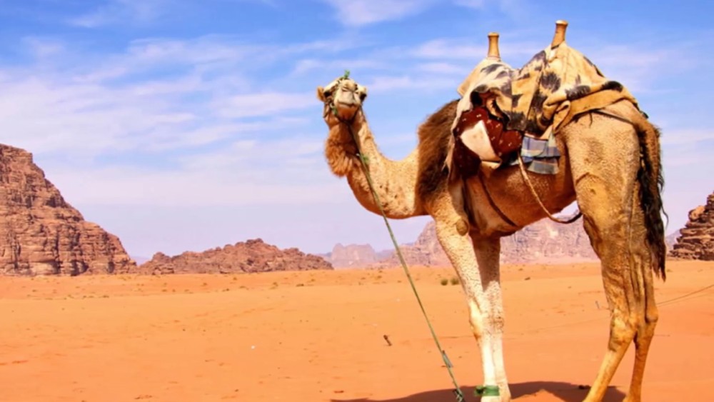Family-Friendly Fun: Why Sharm El-Sheikh Is Perfect for Kids
