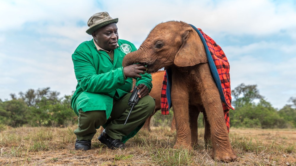 Wildlife Wonders in Nairobi: A Guide to Safaris and Animal Encounters