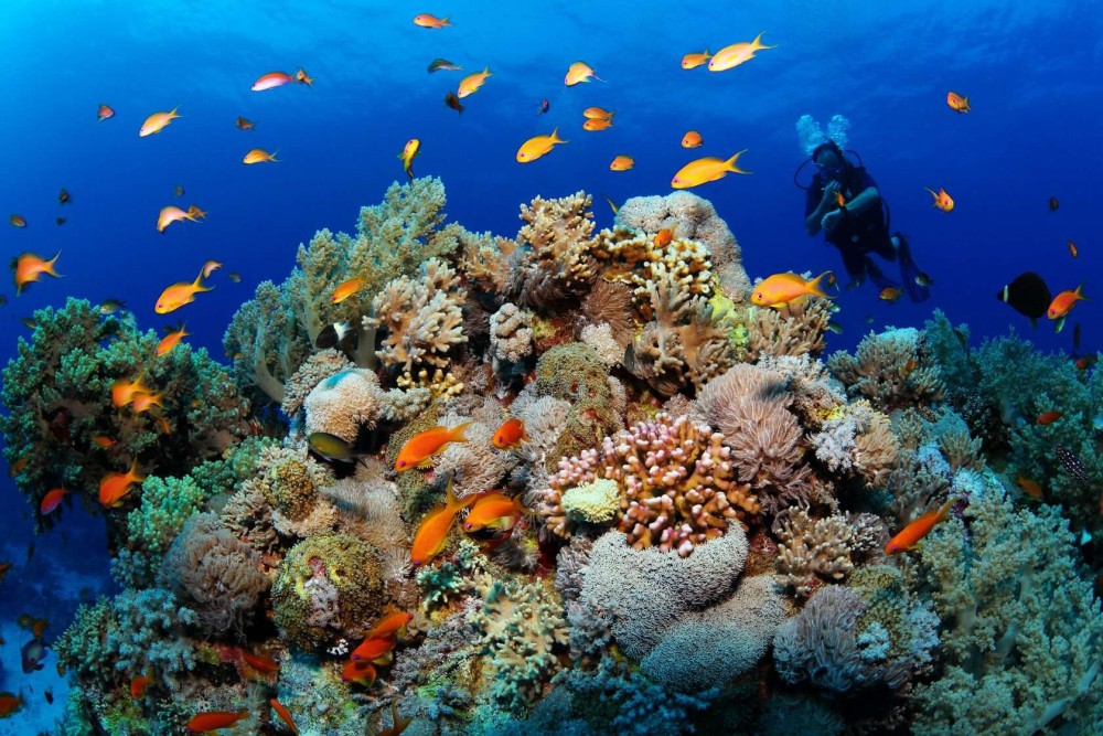 Top Things to Do in Marsa Alam: A First-Timer's Guide